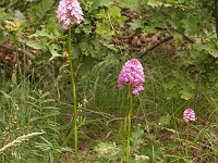 Fiori spontanei